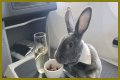 Bunny in a bow tie lives the high life flying business class with owner and being served nuts by stewardesses