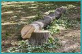 Cut down as a tree limb